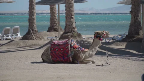 The camel lies Stock Footage 86333603
