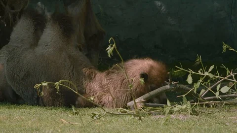 Camel lies on the ground and eats green leaves with twigs. 4K Footage. Stock Footage 119113929