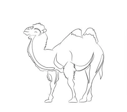 Camel, lines, vector Stock Illustration