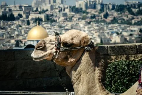 Camel look on panoramic view of the old city and the rock of dome. Stock Photos