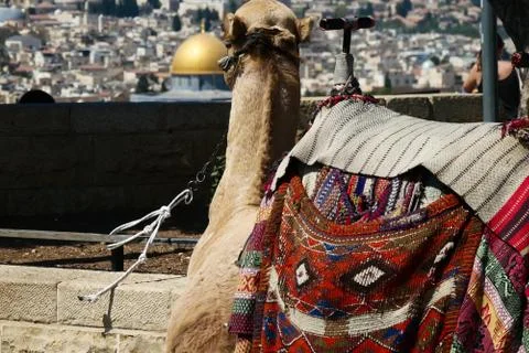 Camel look on panoramic view of the old city and the rock of dome. Stock Photos