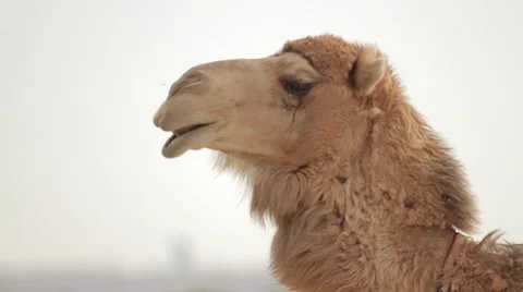 Camel looking around Stock Footage 62063823