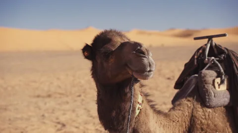 Camel Looking At Camera And Resting In Desert Stock Footage 146103356