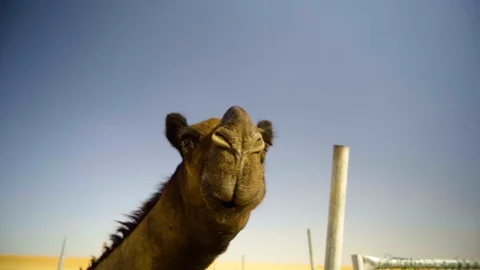 Camel Looking at Camera Stock Footage 120870604