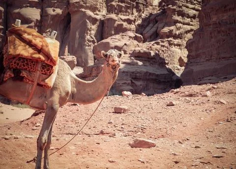 A camel looking at the camera in the rocky red desert of Wadi Rum, Jordan. Stock-Fotos
