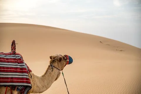 Camel looking to the sand Stock Photos