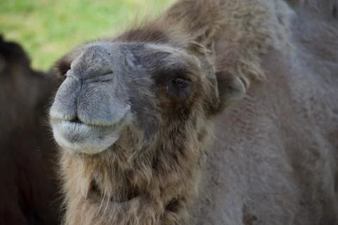 Camel looking towards the camera Foto stock