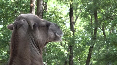 Camel looking at the zoo Stock-Footage 335223897