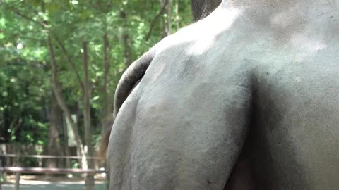 Camel looking at the zoo Видео 335224021