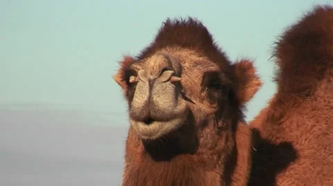 A camel looks at the camera along the Silk Road. Видео 27140154