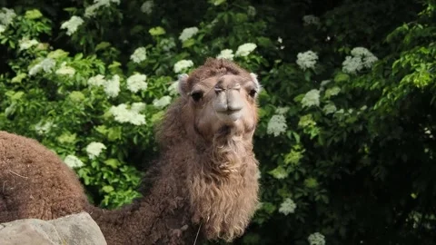 Camel looks at camera and then turns head away slow motion Stock Footage 295991782