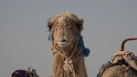 Camel looks into the camera inside a desert tent camp in Tunisia Stock Footage 345038215