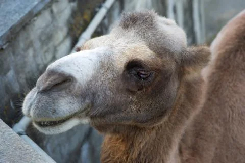 The camel looks at the camera Stock Photos