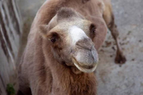 The camel looks at the camera Stock Photos