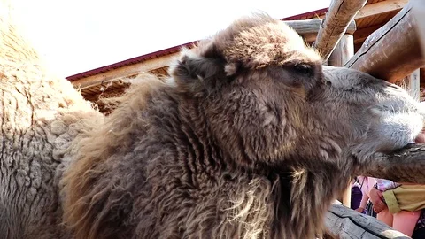 A camel looks into the camera when it is fed by tourists at the zoo. Stock Footage 89358143