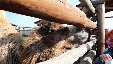 A camel looks into the camera when it is fed by tourists at the zoo. Vídeo Stock 89358201