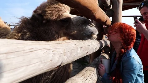 A camel looks into the camera when it is fed by tourists at the zoo. Stock Footage 89358234