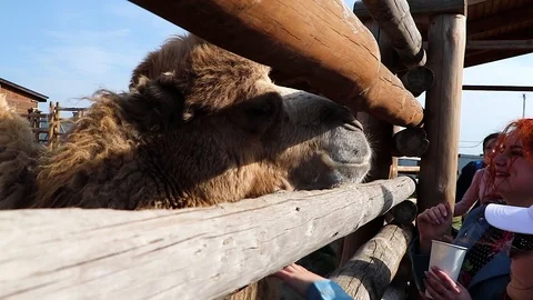A camel looks into the camera when it is fed by tourists at the zoo. Stock Footage 89358268