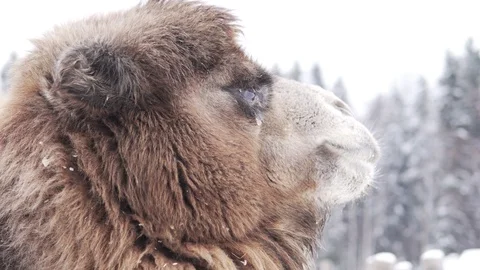 A camel looks at a snowy forest in winter. Stock Footage 102593601