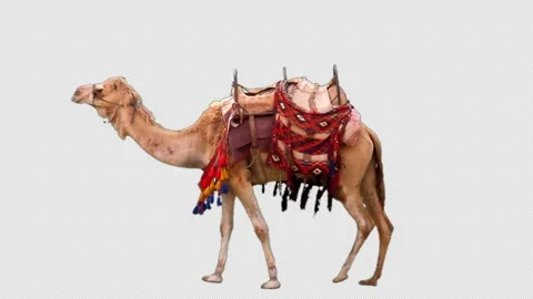 Camel loop big alpha Stock Footage 167276364