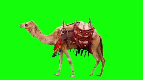 Camel loop big Stock Footage