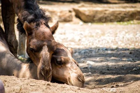 Camel love Stock Photos