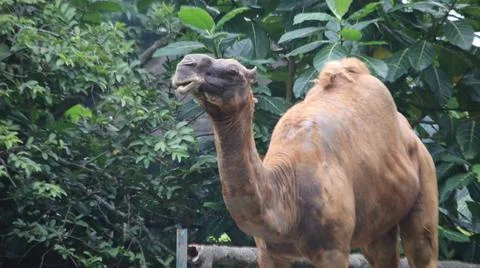 Camel in a Lush Green Environment Stock Photos