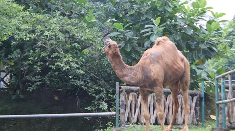 Camel in a Lush Green Environment Stock Photos