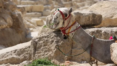 Camel Lying and Eating In Egypt 스톡 동영상 102148278