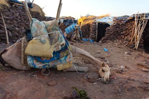 Camel lying down in Afar region, Ethiopia Stock Photos