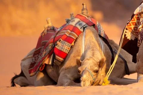 Camel lying down, desert sand, Wadi Rum, Jordan Foto stock