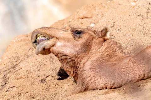 Camel lying down Stock Photos