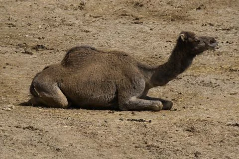 Camel lying on the floor Stock Photos
