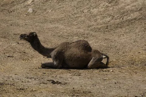 Camel lying on the floor Stock Photos