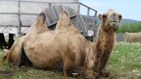 The camel is lying near a haystack. Video stock 303624043