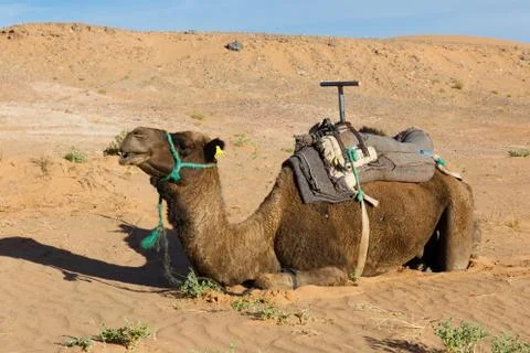 Camel lying on the sand Stock Photos