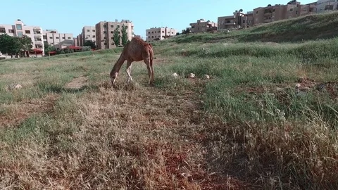 A camel in a meadow is eating grass. Stock Footage 76570964
