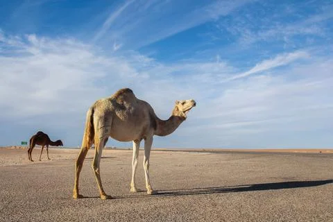Camel in the middle of the road Stock Photos