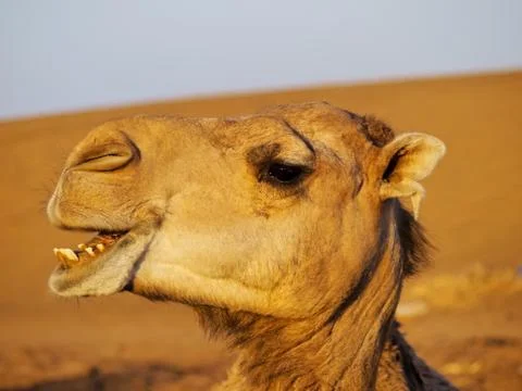 Camel in morocco Stock Photos