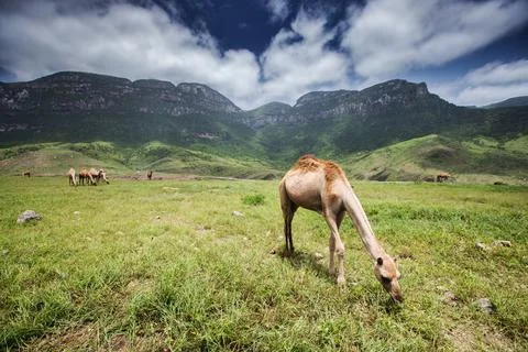 Camel from mountain of Oman Stock Photos