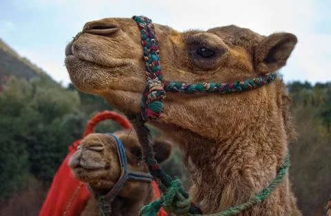 Camel on mountains Stock Photos
