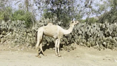 Camel munching with cacti Stock Footage 280676626