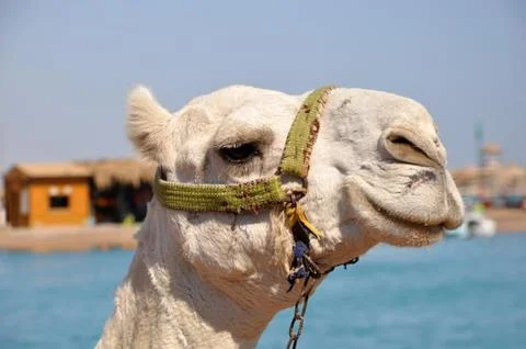 Camel muzzle. Portrait of a white camel close up. Egypt, sunny summer day. Stock Photos