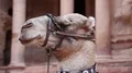 Camel near Al Khazneh or the Treasury in Petra, Jordan HD Footage