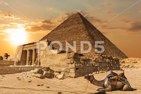 A camel near the Mastaba of Seshemnefer IV and the Pyramid of Khufu, Giza, Egypt Stock Photos