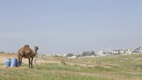 Camel Near Rahat 스톡 동영상 102177515