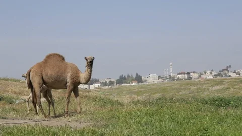 Camel Near Rahat2 Stock Footage 102177527