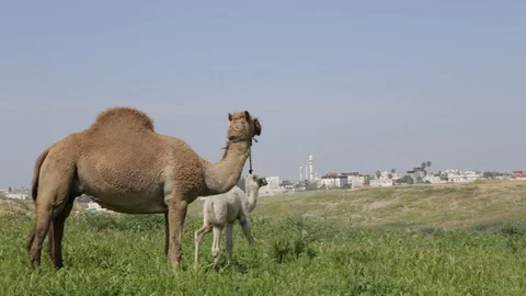 Camel Near Rahat3 Stock Footage 102177536