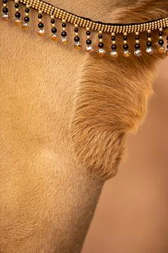 Camel neck with original pattern Foto stock