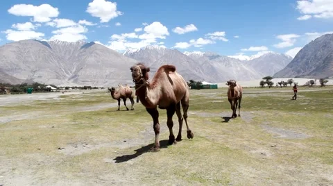 Camel In Nubra Vally Video stock 40418936